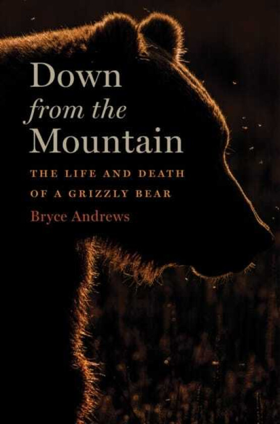 Down From The Mountain The Life and Death of a Grizzly Bear