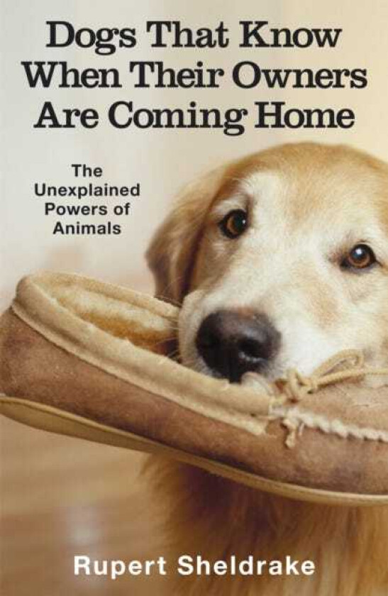 Dogs That Know When Their Owners Are Coming Home And Other Unexplained Powers of Animals