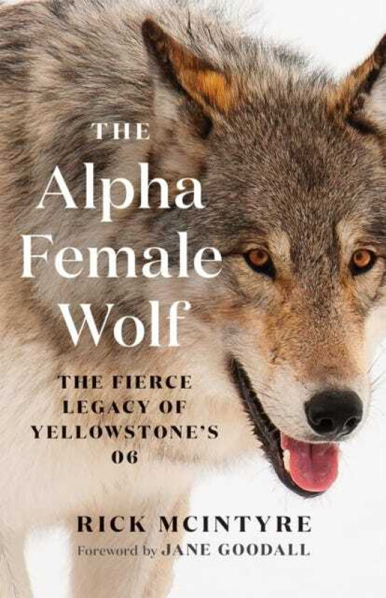 The Alpha Female Wolf The Fierce Legacy of Yellowstone's 06