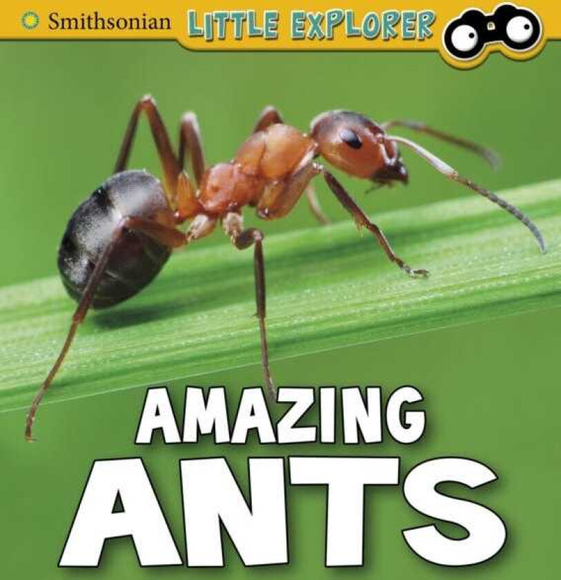 Amazing Ants