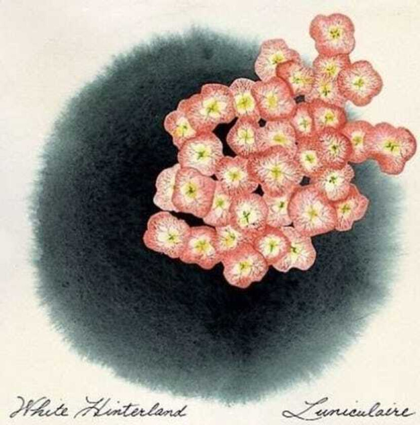 White Hinterland Luniculaire EP CD