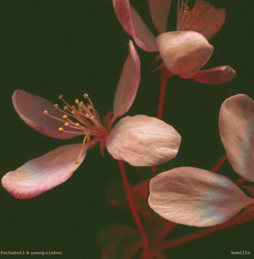 Pachakuti & Young.Vishnu, Pachakuti, Young.Vishnu Semilla LP/Vinyl