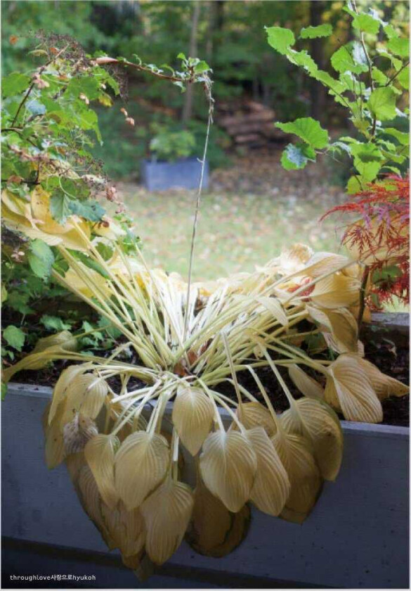 Hyukoh Through Love CD