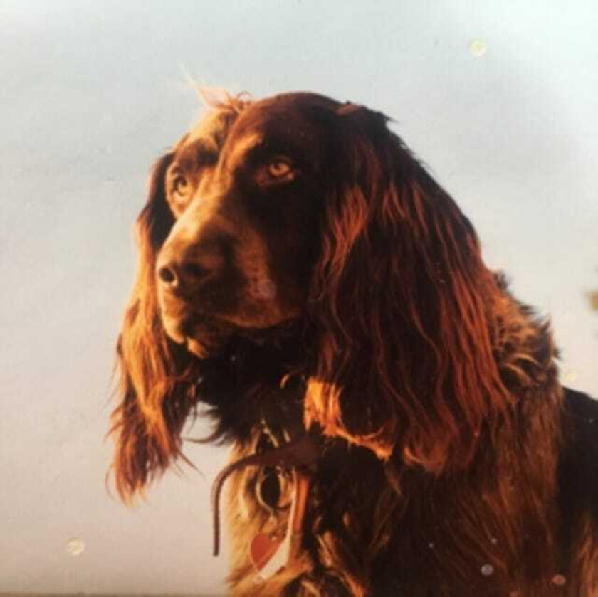 Peter Kernel The Size Of The Night CD