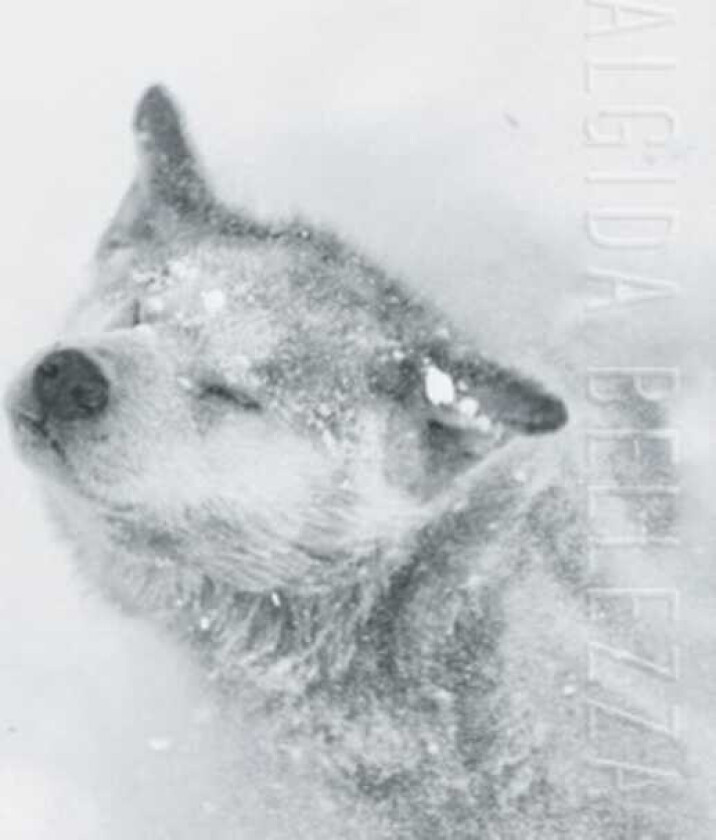 Netherworld Algida Bellezza CD