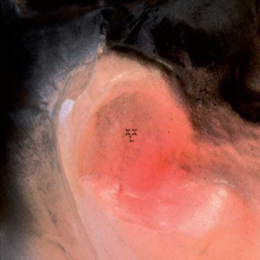 XXL (Xiu Xiu, Larsen) Puff O'gigio LP/Vinyl