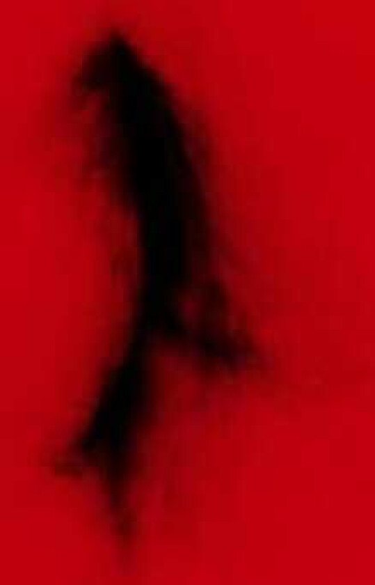 Dingwei Untied LP/Vinyl