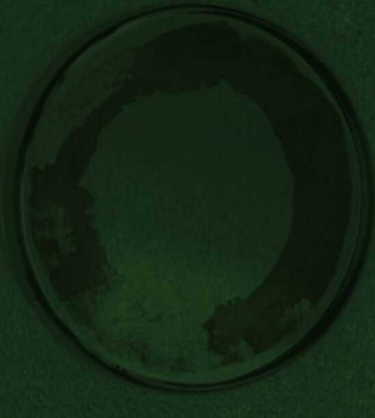 Personable Oyster LP/Vinyl