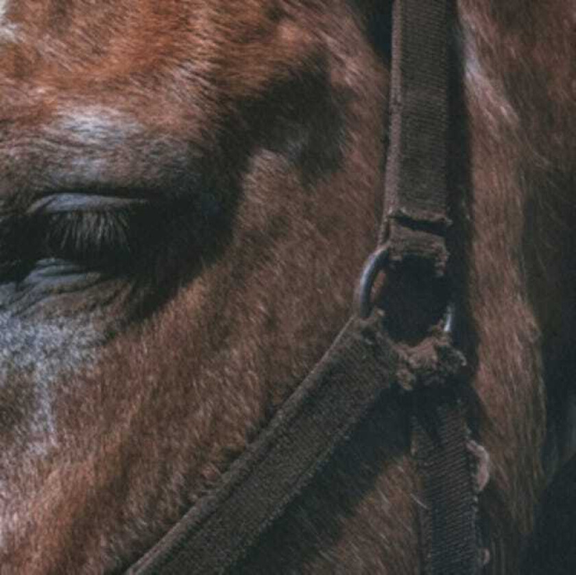 Darto Fundamental Slime LP/Vinyl