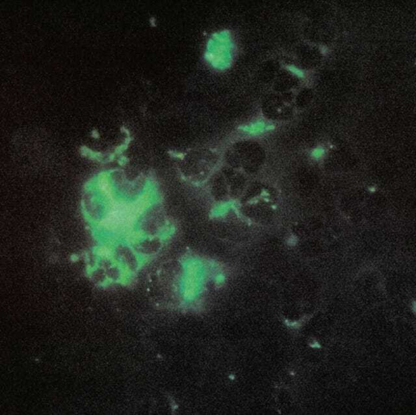 Tecture Anomalous Materials LP/Vinyl