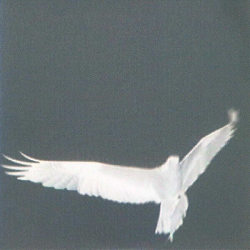 Bardo Pond Adrop/Circuit VIII LP/Vinyl