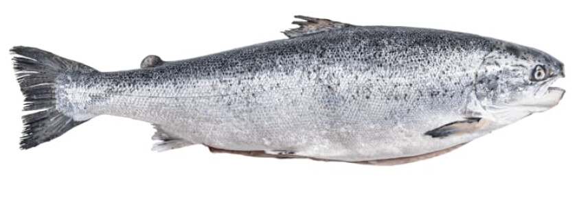 Laks hel Oppdrett pr Kg fra Fiskedisken