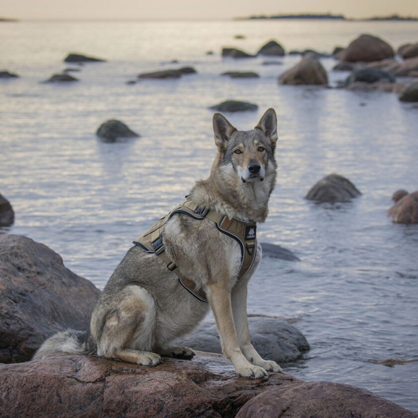 Tactical Hundesele Beige (XXL)