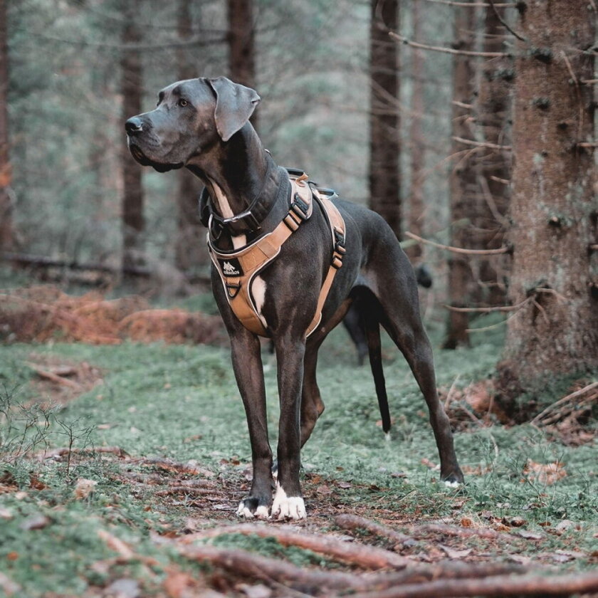 Active Hundesele Beige (XXL)