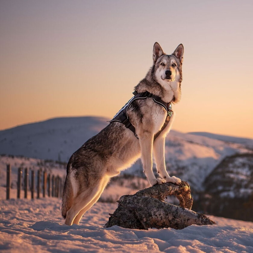 Tactical Hundesele Svart (XL)