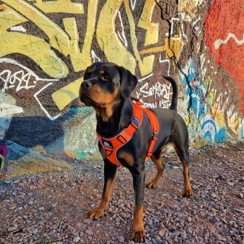 Active Rescue Hundesele Orange (M)