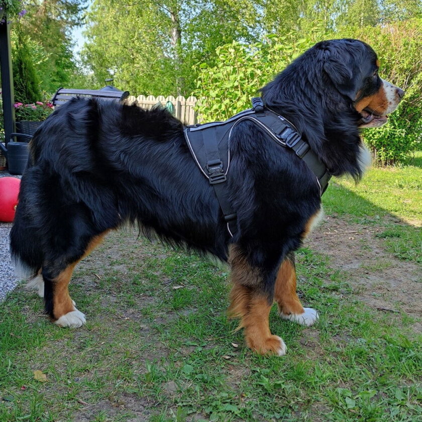 Active Hundesele Svart (L)