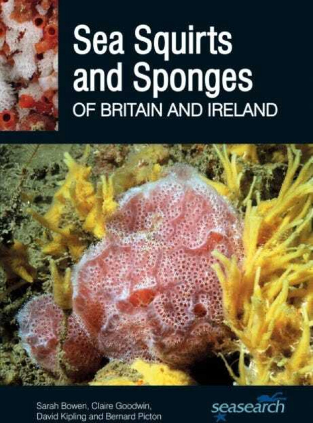 Sea Squirts and Sponges of Britain and Ireland