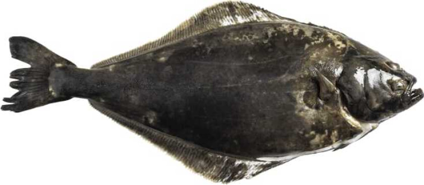 Kveite 1-3kg Oppdrett pr Kg fra Fiskedisken