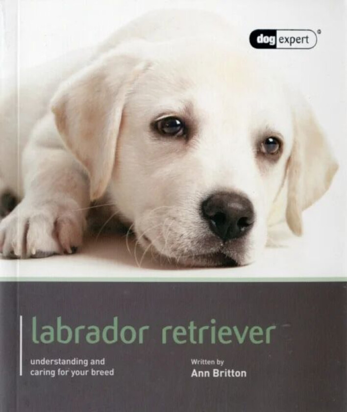 Labrador - Dog Expert av Ann Britton