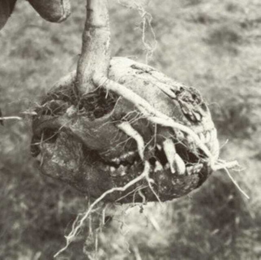 God’s Bastard : Last Standing Village CD EP (2020)