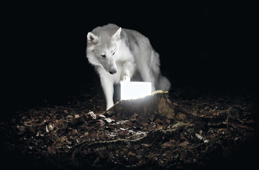 Vanishing Life : Surveillance CD (2016)