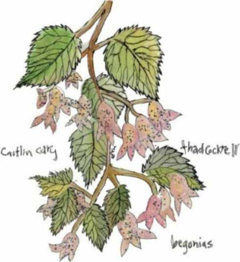 Caitlin Cary And Thad Cockrell : Begonias CD (2012)