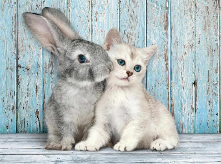 500 pcs. CB High Quality Collection Cat & Bunny