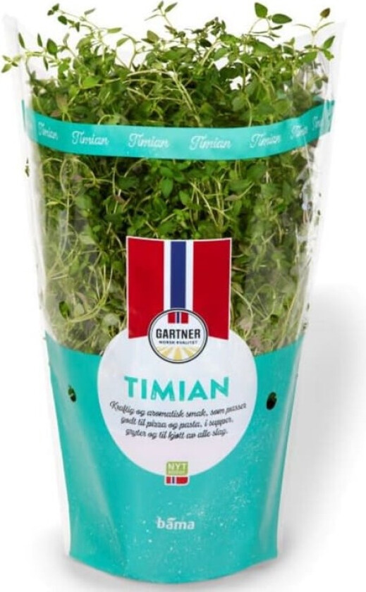 Timian 12cm Stor Potte