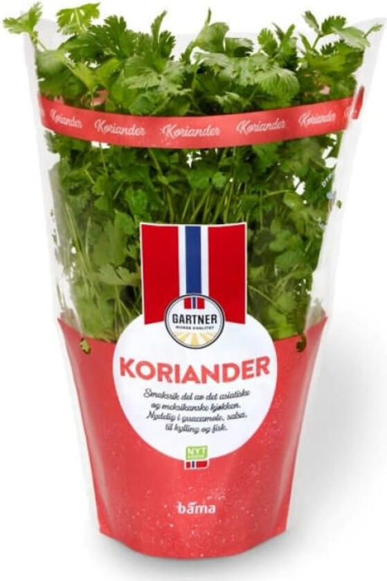 Koriander 12cm Stor