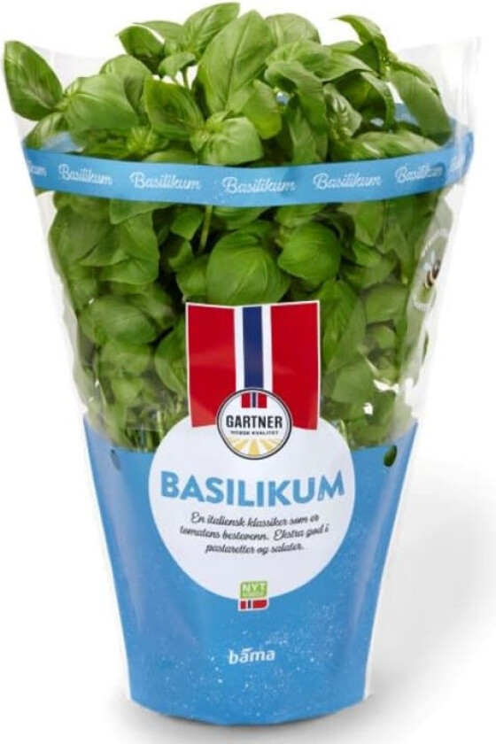 Basilikum 12cm Stor Potte