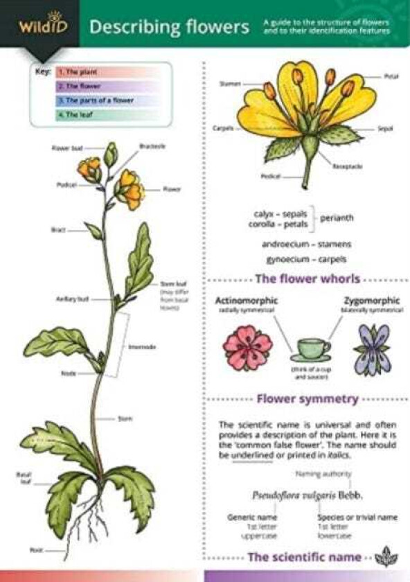 Describing Flowers