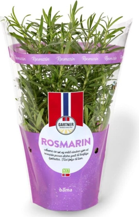 Rosmarin 12cm Stor Potte