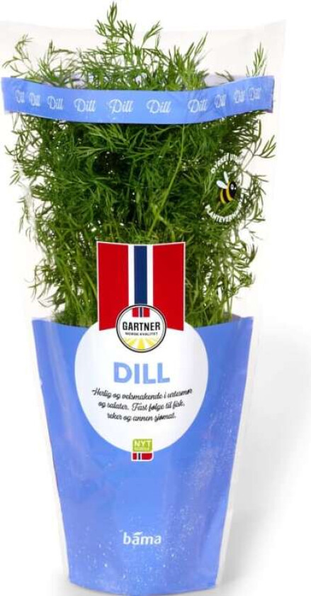 Dill 6,5cm Potte Gartner