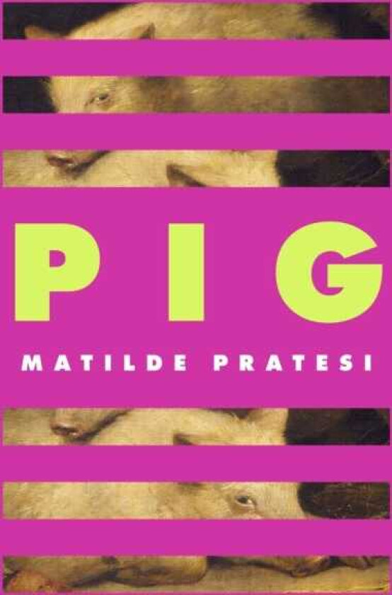 Pig