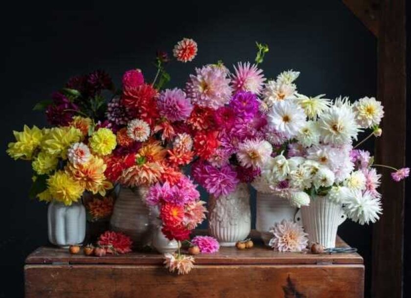 Dahlias 750Piece Puzzle