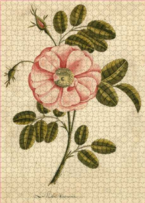 John Derian Paper Goods: Garden Rose 1,000Piece Puzzle