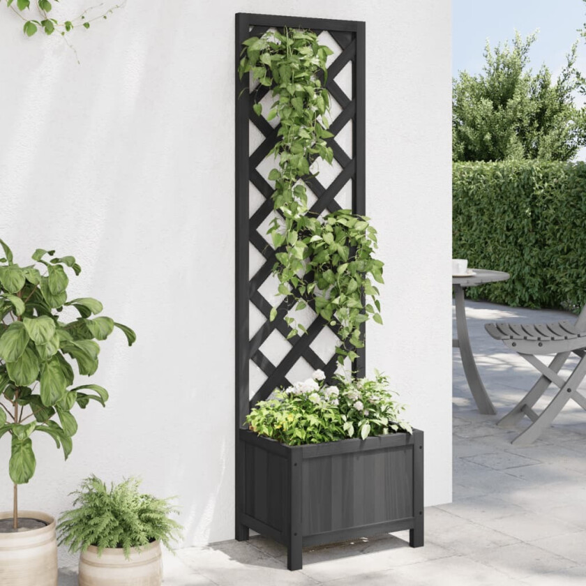 Plantekasse med espalier svart heltre gran