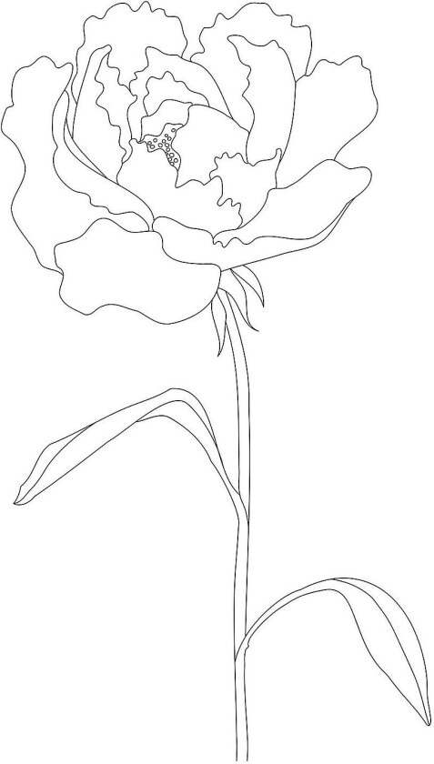 Poster Peony Lines, Hvit