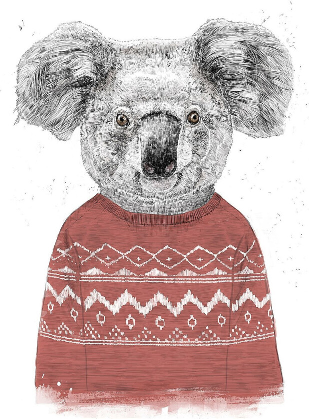 Poster Winter Koala (Red), Hvit