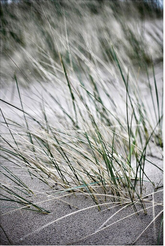 Poster Wild straws, Beige