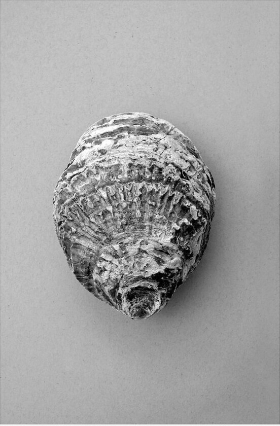 Poster Oyster 3, Grå