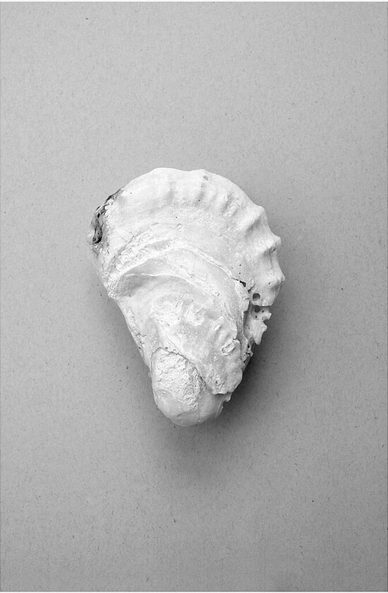 Poster Oyster 2, Grå