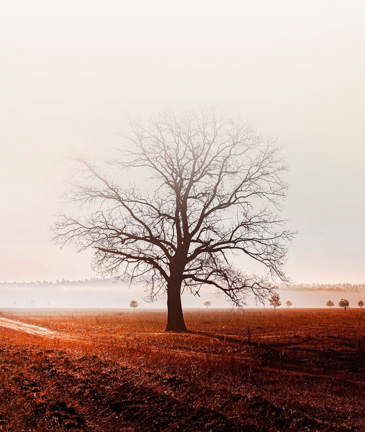 Poster Graceland, Brun