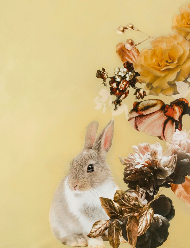 Poster Pet Couture 4, Flerfarget