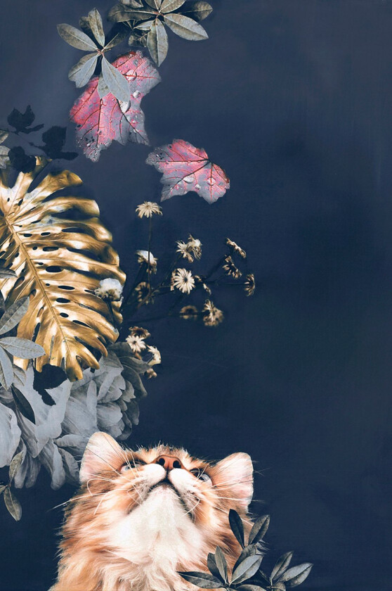 Poster Pet Couture 3, Flerfarget