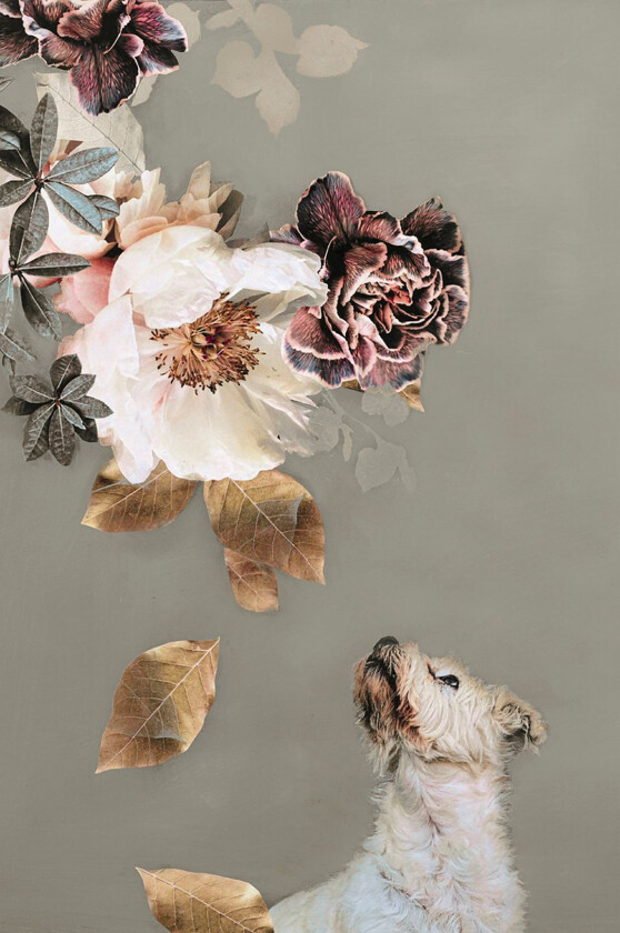 Poster Pet Couture 2, Flerfarget