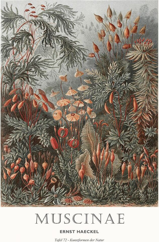 Poster Tafel 72, Grønn