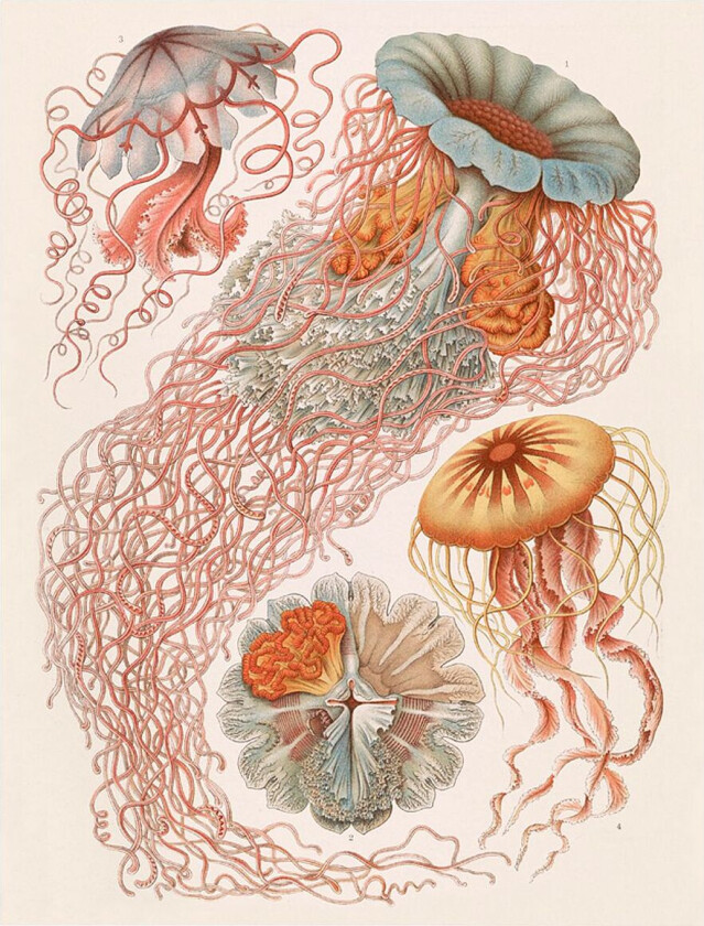 Poster Tafel 8, Beige