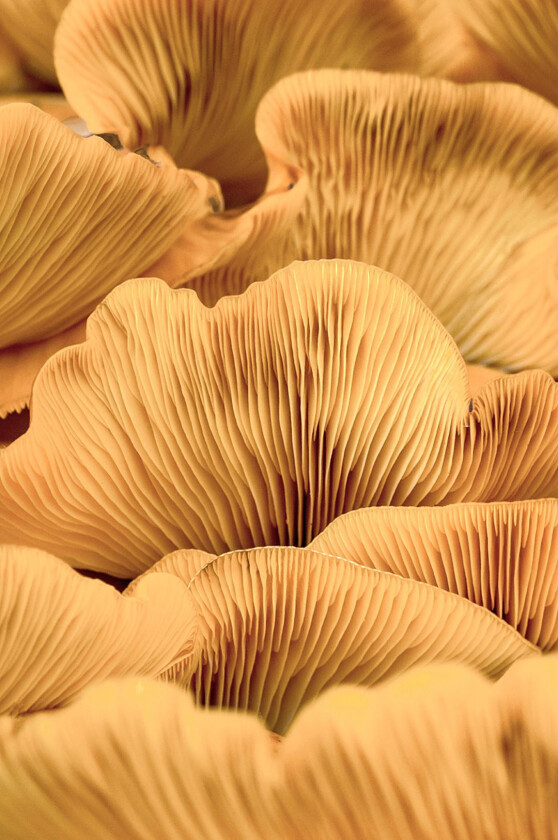 Poster Organic lines 1, Beige